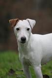 PARSON RUSSEL TERRIER 266